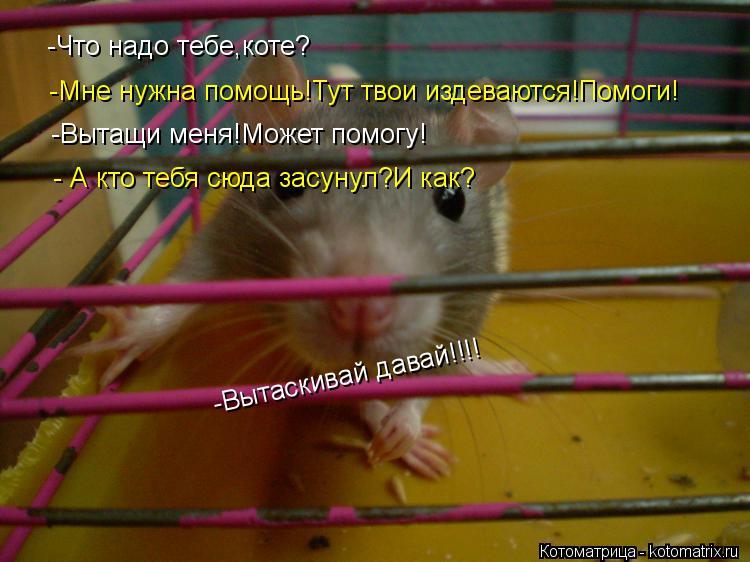 -Что надо тебе,коте? -Мне нужна помощь!Тут твои издеваются!Помоги! -Вытащи меня!Может помогу! - А кто... Котоматрица: -Что надо тебе,коте? -Мне нужна помощь!Тут твои издеваются!Помоги! -Вытащи меня!Может помогу! - А кто тебя сюда засунул?И как? -Вытаскивай давай