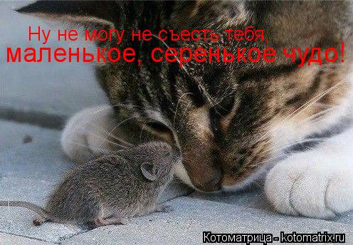 Ну не могу не съесть тебя, маленькое, серенькое чудо!... Котоматрица: Ну не могу не съесть тебя, маленькое, серенькое чудо!