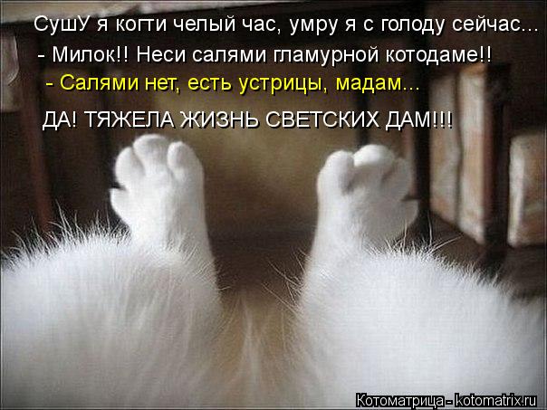 - Милок!! Неси салями гламурной котодаме!! - Салями нет, есть устрицы, мадам... СушУ я когти челый ча... Котоматрица: - Милок!! Неси салями гламурной котодаме!! - Салями нет, есть устрицы, мадам... СушУ я когти челый час, умру я с голоду сейчас... ДА! ТЯЖЕЛА ЖИЗНЬ С