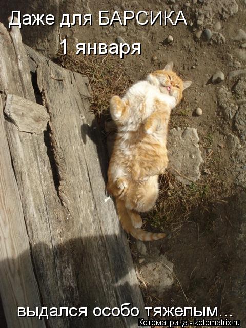 Даже для БАРСИКА 1 января выдался особо тяжелым...... Котоматрица: Даже для БАРСИКА 1 января выдался особо тяжелым...