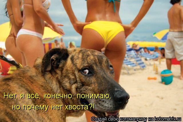 Нет, я всё, конечно, понимаю, но почему нет хвоста?!... Котоматрица: Нет, я всё, конечно, понимаю, но почему нет хвоста?!