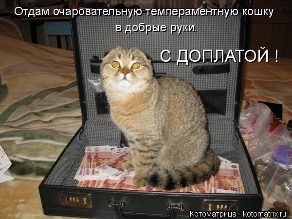 Отдам очаровательную темпераментную кошку в добрые руки. С ДОПЛАТОЙ !... Котоматрица: Отдам очаровательную темпераментную кошку в добрые руки. С ДОПЛАТОЙ !