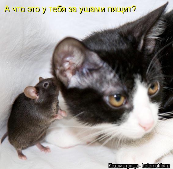 А что это у тебя за ушами пищит?... Котоматрица: А что это у тебя за ушами пищит?