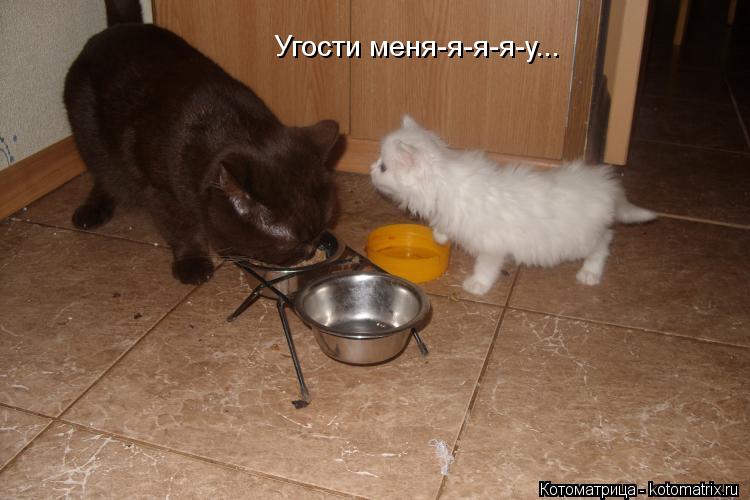 Угости меня-я-я-я-у...... Котоматрица: Угости меня-я-я-я-у...