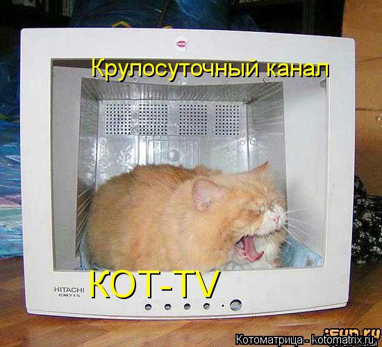 Крулосуточный канал КОТ-TV... Котоматрица: Крулосуточный канал КОТ-TV