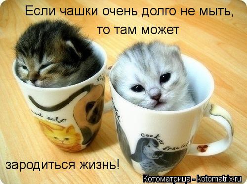 Если чашки очень долго не мыть, то там может зародиться жизнь!... Котоматрица: Если чашки очень долго не мыть, то там может зародиться жизнь!