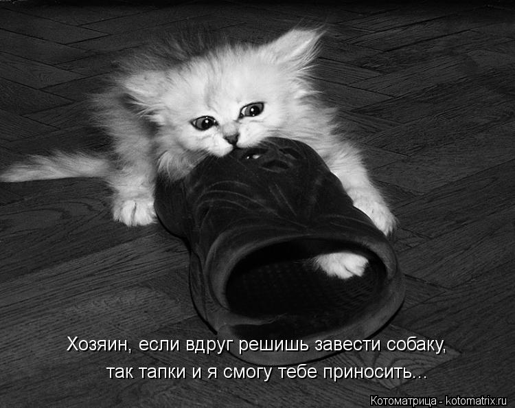 так тапки и я смогу тебе приносить... Хозяин, если вдруг решишь завести собаку,... Котоматрица: так тапки и я смогу тебе приносить... Хозяин, если вдруг решишь завести собаку,