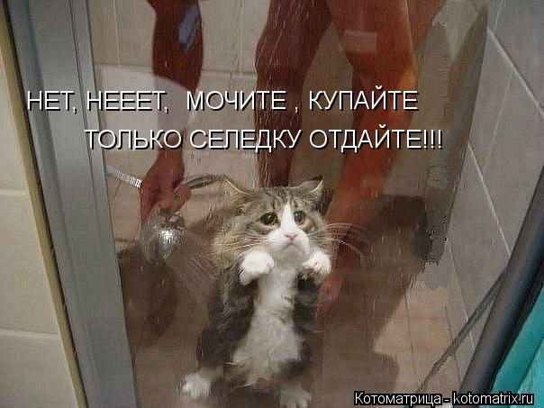 НЕТ, НЕЕЕТ, МОЧИТЕ , КУПАЙТЕ ТОЛЬКО СЕЛЕДКУ ОТДАЙТЕ!!!... Котоматрица: НЕТ, НЕЕЕТ, МОЧИТЕ , КУПАЙТЕ ТОЛЬКО СЕЛЕДКУ ОТДАЙТЕ!!!