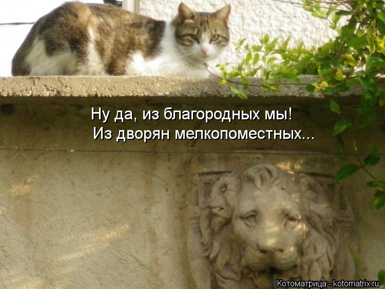 Ну да, из благородных мы! Из дворян мелкопоместных...... Котоматрица: Ну да, из благородных мы! Из дворян мелкопоместных...