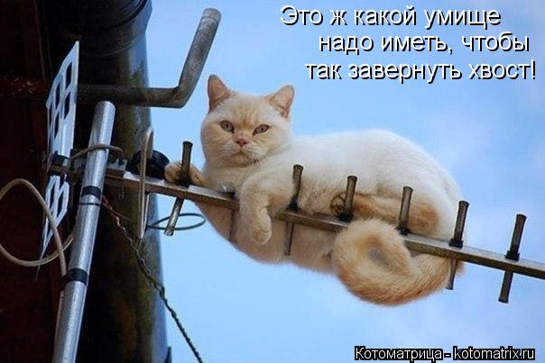 Это ж какой умище надо иметь, чтобы так завернуть хвост!... Котоматрица: Это ж какой умище надо иметь, чтобы так завернуть хвост!