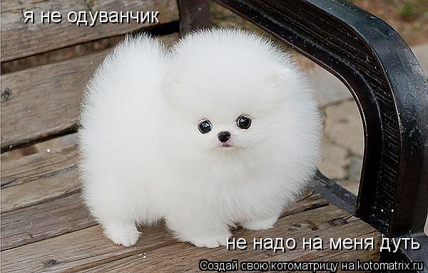 я не одуванчик не надо на меня дуть... Котоматрица: я не одуванчик не надо на меня дуть