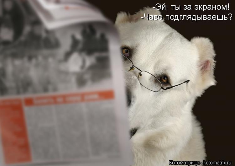 -Эй, ты за экраном! -Чаво подглядываешь?... Котоматрица: -Эй, ты за экраном! -Чаво подглядываешь?