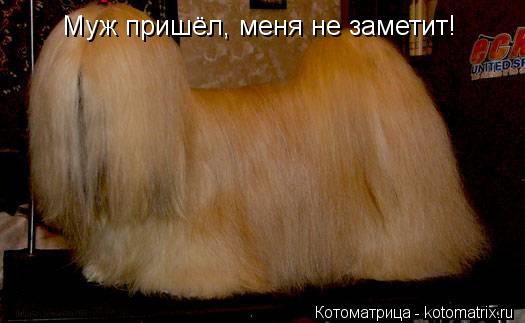 Муж пришёл, меня не заметит!... Котоматрица: Муж пришёл, меня не заметит!