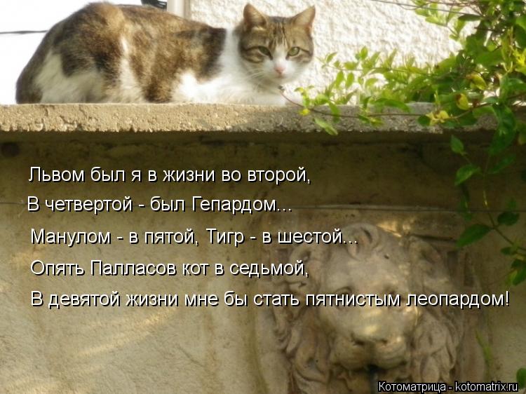 Львом был я в жизни во второй, Манулом - в пятой, Тигр - в шестой... Опять Палласов кот в седьмой, В ... Котоматрица: Львом был я в жизни во второй, Манулом - в пятой, Тигр - в шестой... Опять Палласов кот в седьмой, В девятой жизни мне бы стать пятнистым леопард