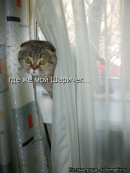 где же мой Шаричек...... Котоматрица: где же мой Шаричек...