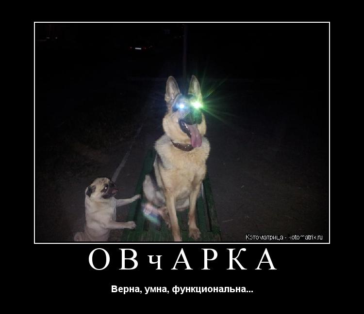 Котоматрица: Овчарка Верна, умна, функциональна...