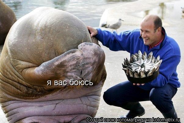 я вас боюсь... Котоматрица: я вас боюсь