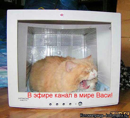 В эфире канал в мире Васи!... Котоматрица: В эфире канал в мире Васи!