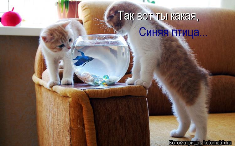 Так вот ты какая, Синяя птица...... Котоматрица: Так вот ты какая, Синяя птица...