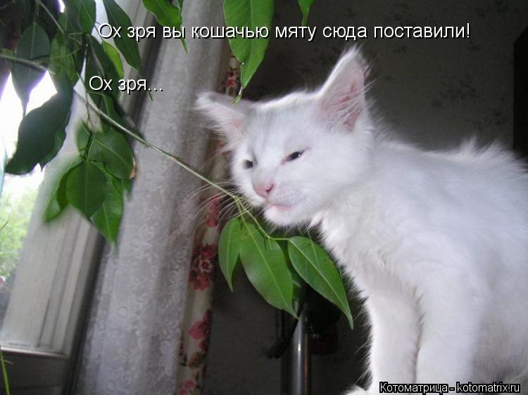 Котоматрица: Ох зря вы кошачью мяту сюда поставили!  Ох зря...