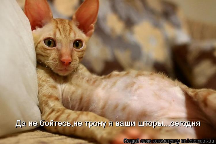 Да не бойтесь,не трону я ваши шторы...сегодня... Котоматрица: Да не бойтесь,не трону я ваши шторы...сегодня