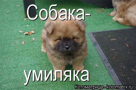 Собака- умиляка... Котоматрица: Собака- умиляка