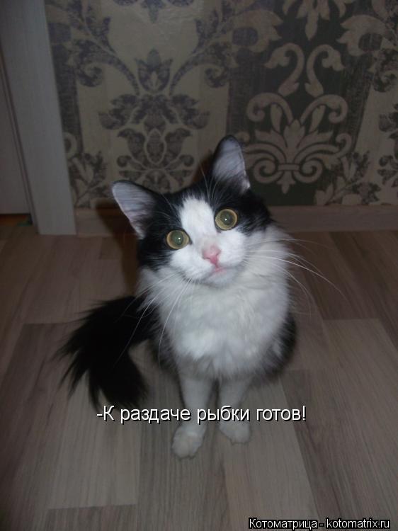 -К раздаче рыбки готов!... Котоматрица: -К раздаче рыбки готов!
