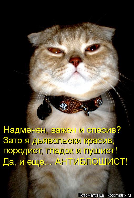 Надменен, важен и спесив? Зато я дьявольски красив, породист, гладок и пушист! Да, и еще... АНТИБЛ... Котоматрица: Надменен, важен и спесив? Зато я дьявольски красив, породист, гладок и пушист! Да, и еще... АНТИБЛОШИСТ!