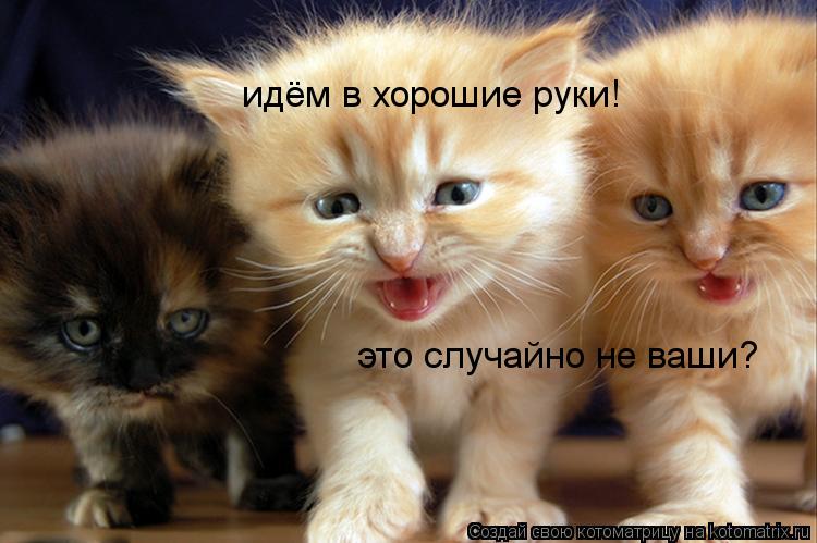 идём в хорошие руки! это случайно не ваши?... Котоматрица: идём в хорошие руки! это случайно не ваши?