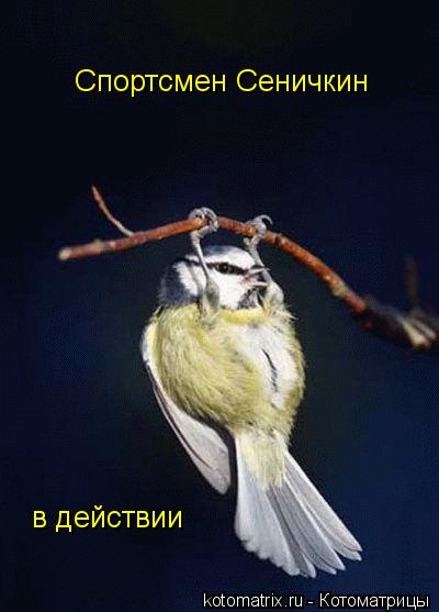 Спортсмен Сеничкин в действии... Котоматрица: Спортсмен Сеничкин в действии