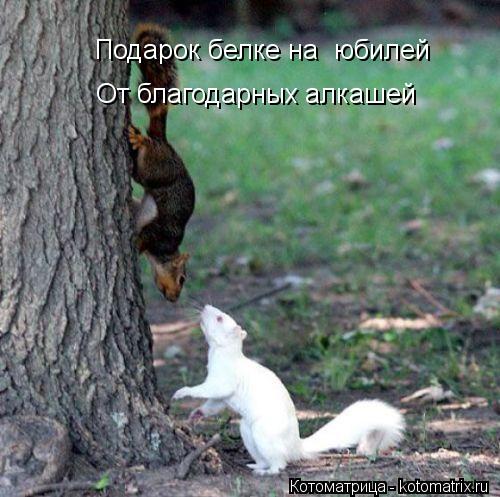 Подарок белке на юбилей От благодарных алкашей... Котоматрица: Подарок белке на юбилей От благодарных алкашей