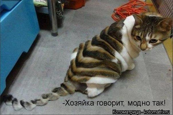 -Хозяйка говорит, модно так!... Котоматрица: -Хозяйка говорит, модно так!