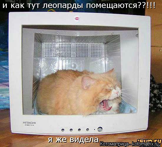 и как тут леопарды помещаются??!!! я же видела... Котоматрица: и как тут леопарды помещаются??!!! я же видела
