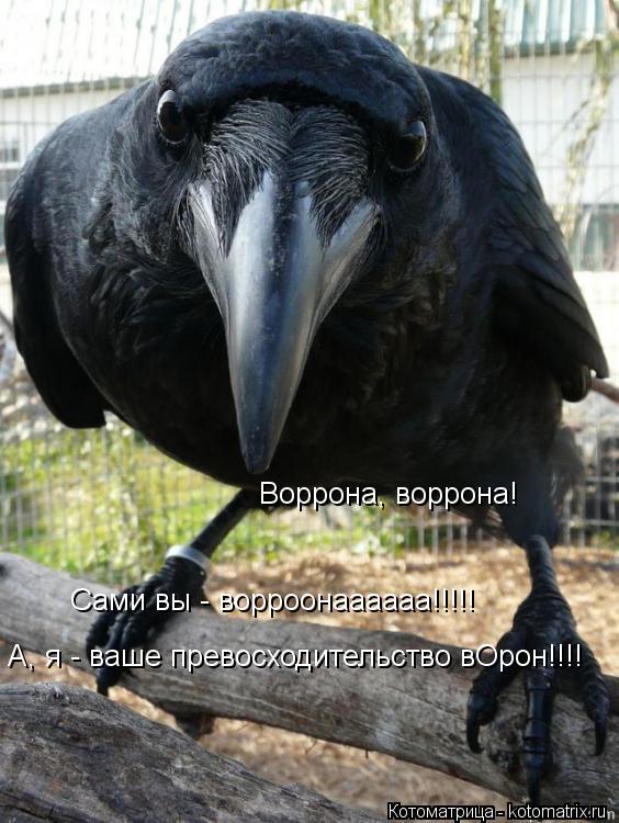 А, я - ваше превосходительство вОрон!!!! Сами вы - ворроонаааааа!!!!! Воррона, воррона!... Котоматрица: А, я - ваше превосходительство вОрон!!!! Сами вы - ворроонаааааа!!!!! Воррона, воррона!