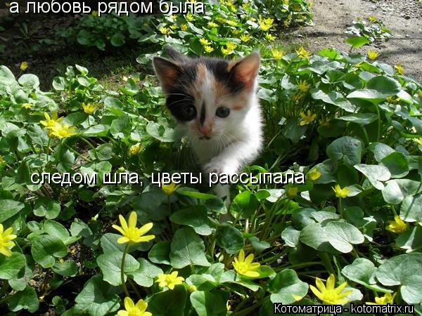 а любовь рядом была следом шла, цветы рассыпала... Котоматрица: а любовь рядом была следом шла, цветы рассыпала