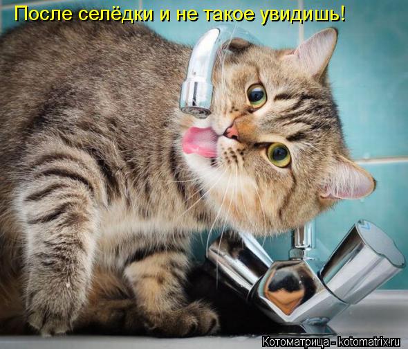 Котоматрица: После селёдки и не такое увидишь!