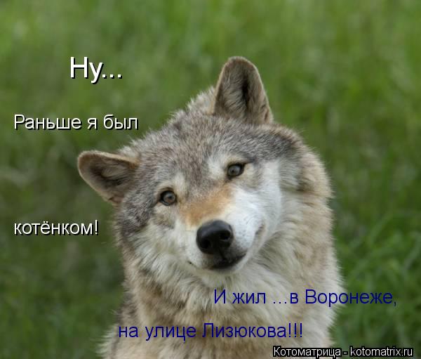 Ну... Раньше я был котёнком! И жил ...в Воронеже, на улице Лизюкова!!!... Котоматрица: Ну... Раньше я был котёнком! И жил ...в Воронеже, на улице Лизюкова!!!