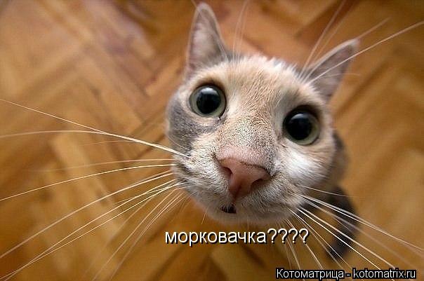 морковачка????... Котоматрица: морковачка????