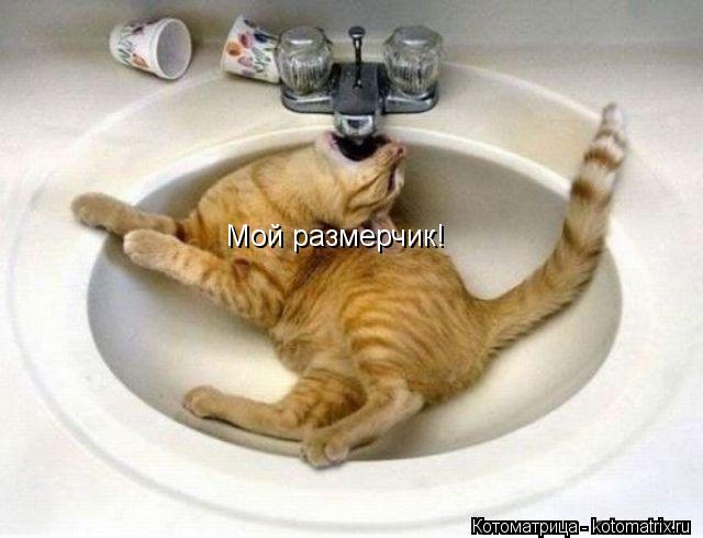 Мой размерчик!... Котоматрица: Мой размерчик!