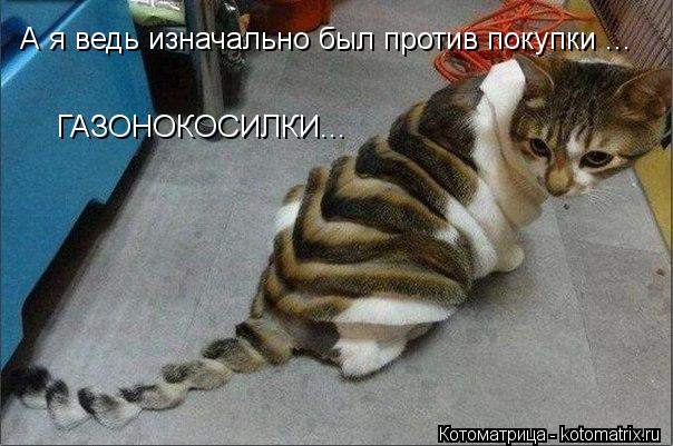 А я ведь изначально был против покупки ... ГАЗОНОКОСИЛКИ...... Котоматрица: А я ведь изначально был против покупки ... ГАЗОНОКОСИЛКИ...
