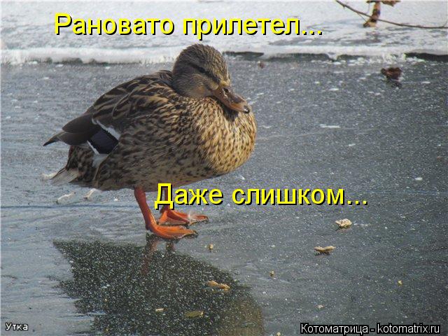 Рановато прилетел... Даже слишком...... Котоматрица: Рановато прилетел... Даже слишком...