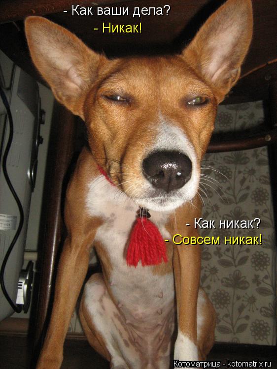 - Как ваши дела? - Никак! - Как никак? - Совсем никак!... Котоматрица: - Как ваши дела? - Никак! - Как никак? - Совсем никак!