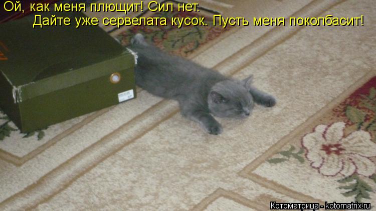 Ой, как меня плющит! Сил нет. Дайте уже сервелата кусок. Пусть меня поколбасит!... Котоматрица: Ой, как меня плющит! Сил нет. Дайте уже сервелата кусок. Пусть меня поколбасит!