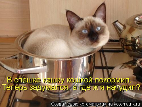 В спешке кашку кошкой покормил. Теперь задумался, а где ж я начудил?... Котоматрица: В спешке кашку кошкой покормил. Теперь задумался, а где ж я начудил?
