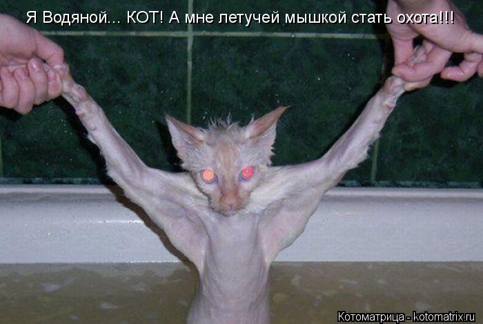 Я Водяной... КОТ! А мне летучей мышкой стать охота!!!... Котоматрица: Я Водяной... КОТ! А мне летучей мышкой стать охота!!!