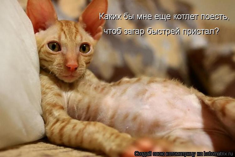 Каких бы мне еще котлет поесть, чтоб загар быстрей пристал?... Котоматрица: Каких бы мне еще котлет поесть, чтоб загар быстрей пристал?