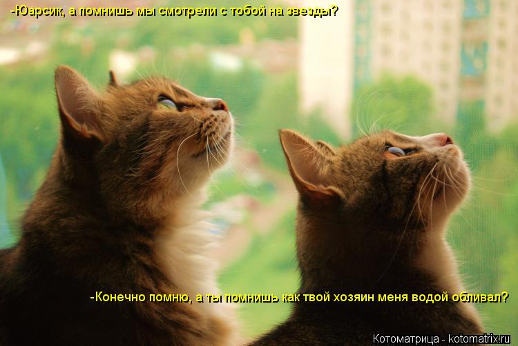 -Юарсик, а помнишь мы смотрели с тобой на звезды? -Конечно помню, а ты помнишь как твой хозяин меня в... Котоматрица: -Юарсик, а помнишь мы смотрели с тобой на звезды? -Конечно помню, а ты помнишь как твой хозяин меня водой обливал?