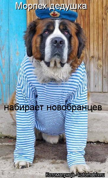 Морпех дедушка набирает новобранцев... Котоматрица: Морпех дедушка набирает новобранцев