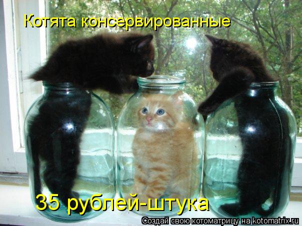 Котоматрица: Котята консервированные 35 рублей-штука