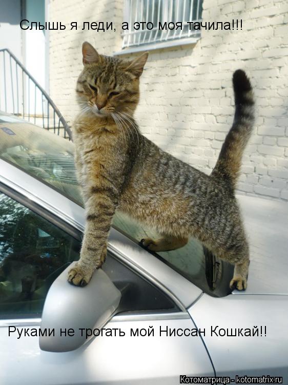 Слышь я леди, а это моя тачила!!! Руками не трогать мой Ниссан Кошкай!!... Котоматрица: Слышь я леди, а это моя тачила!!! Руками не трогать мой Ниссан Кошкай!!